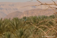 Merops orientalis