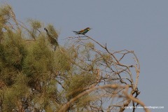 Merops apiaster