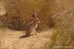 Lepus europaeus