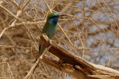 Merops orientalis
