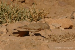 Ammomanes deserti