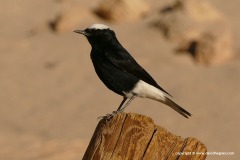 Oenanthe leucopyga
