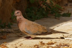 Streptopelia senegalensis