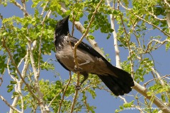 Corvus corone cornix