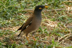 Acridotheres tristis