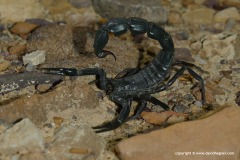 Androctonus crassicauda