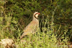 Alectoris chukar