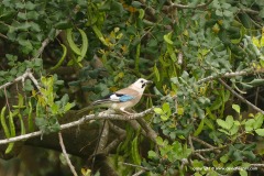Garrulus glandarius atricapillus