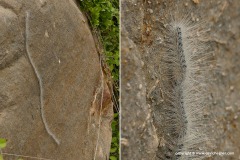Thaumetopoea sp.