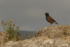 Acridotheres tristis