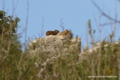 Procavia capensis