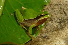Hyla savignyi