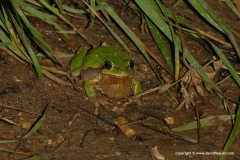 Hyla savignyi