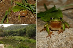 Hyla savignyi