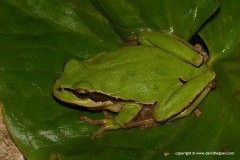 Hyla savignyi