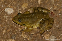 Pelophylax bedriagae