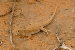 Acanthodactylus aegyptius