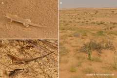 Acanthodactylus aegyptius