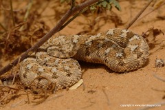 Cerastes cerastes