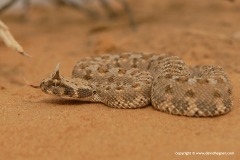 Cerastes cerastes