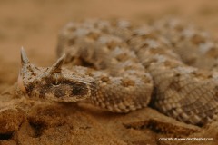Cerastes cerastes