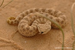 Cerastes vipera