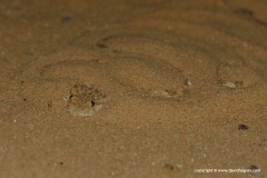 Cerastes vipera