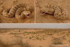 Cerastes vipera