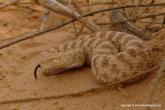 Cerastes vipera