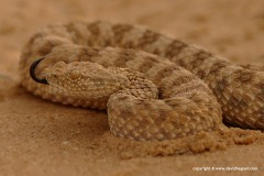Cerastes vipera