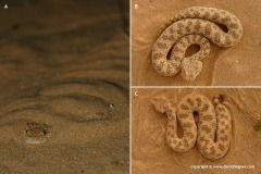 Cerastes vipera