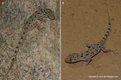 Cyrtopodion scabrum