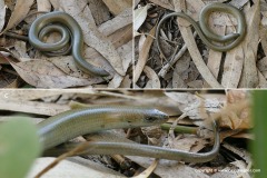 Chalcides guentheri