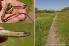 Chalcides guentheri