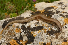 Chalcides ocellatus