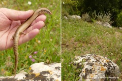 Chalcides ocellatus