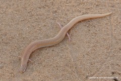 Chalcides sepsoides