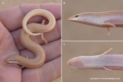 Chalcides sepsoides