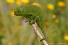 Chamaeleo chamaeleon recticrista
