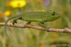 Chamaeleo chamaeleon recticrista