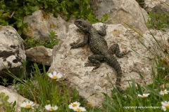 Stellagama stellio
