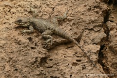 Stellagama stellio