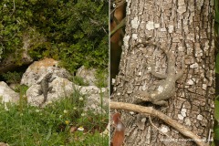Stellagama stellio