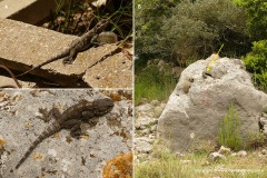 Stellagama stellio