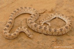 Lytorhynchus diadema