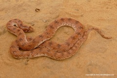 Lytorhynchus diadema