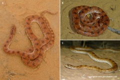 Lytorhynchus diadema