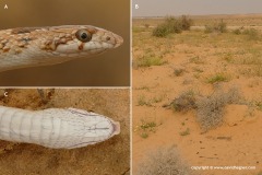 Lytorhynchus diadema