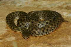 Natrix tessellata