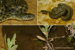 Natrix tessellata